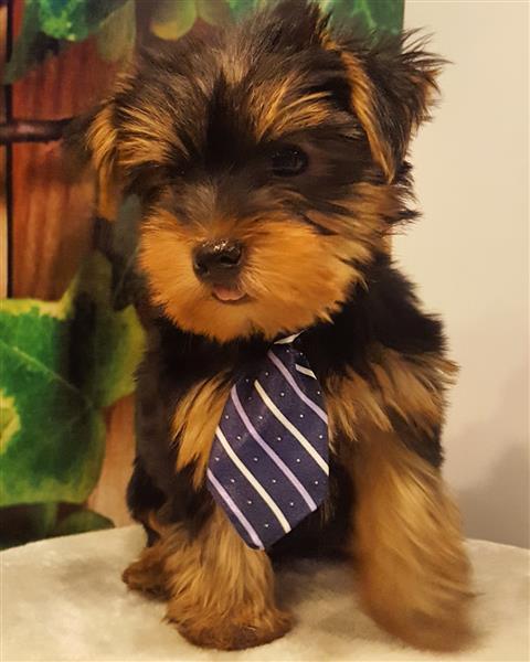 للبيع جراء ميني يوركشاير بالدمام