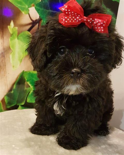 للبيع جراء شيتزو بالدمام