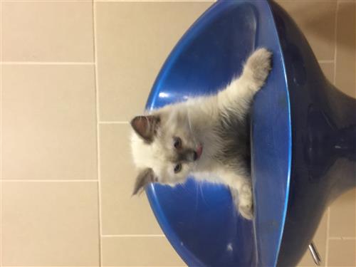 قطه صغيره هيمالايا شيرازي للبيع