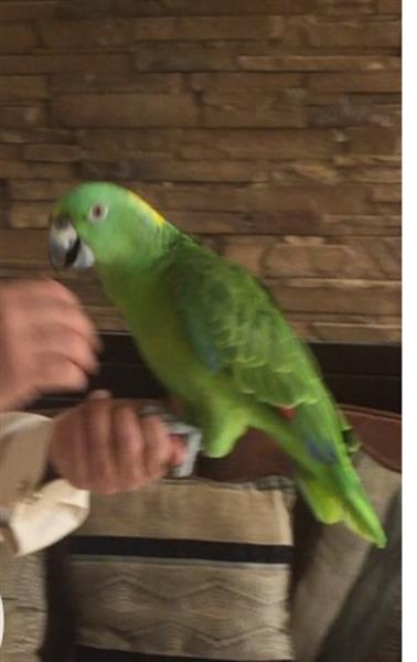 بيع امزون يلوناب حجم جامبو متكلم عمر سنه ونص