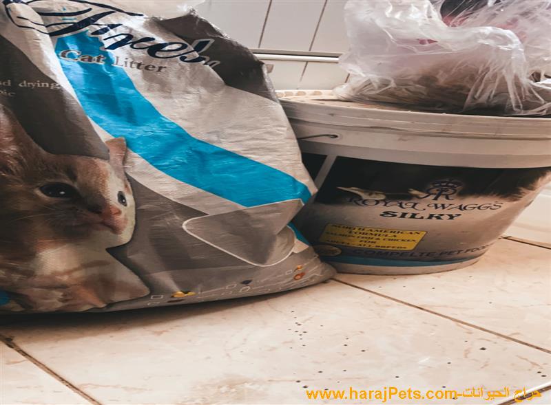 قطة شيرازي للبيع