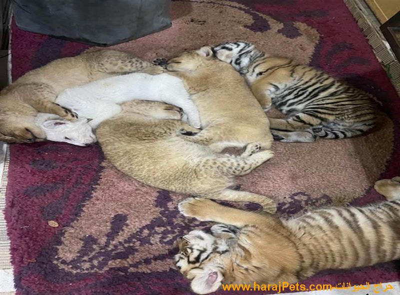 Tiger +5515981028018 last one
