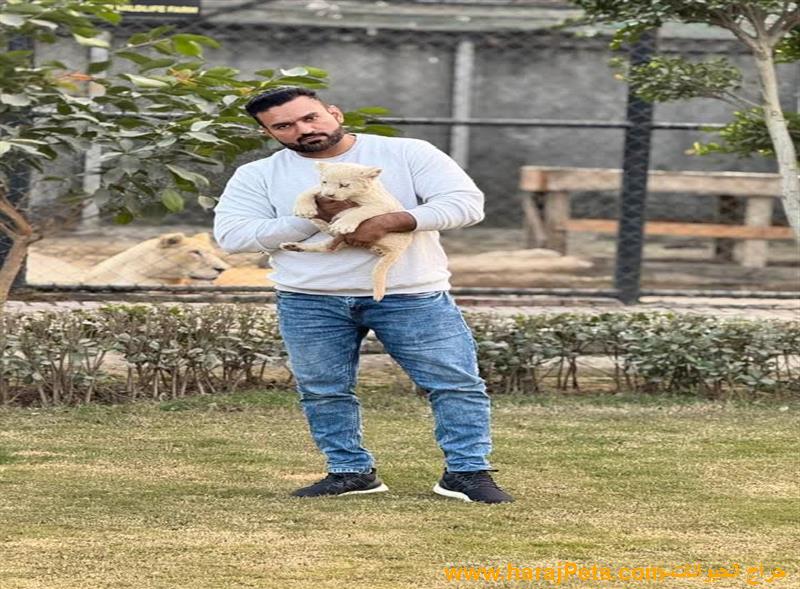 الأسد+5515981028018
