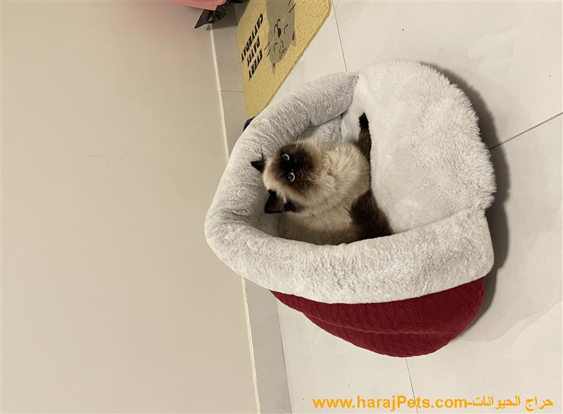 قطة همالايا شوكليت هاف بيكي