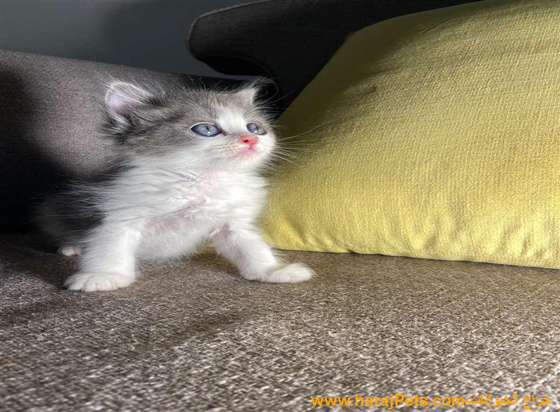 كيتن شيرازي