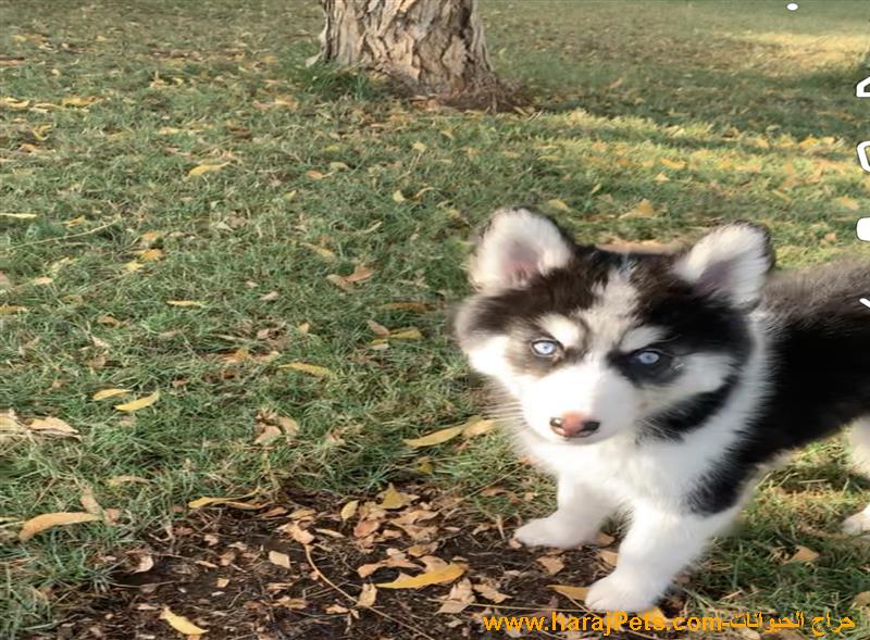 جراء هاسكي Husky puppies