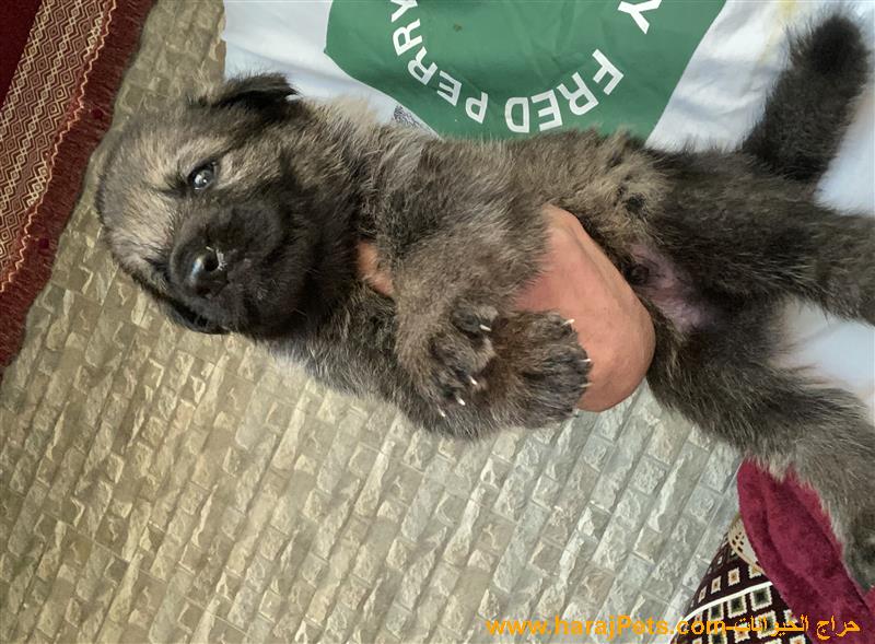 German shepherd puppies جراوي جيرمن شيبرد