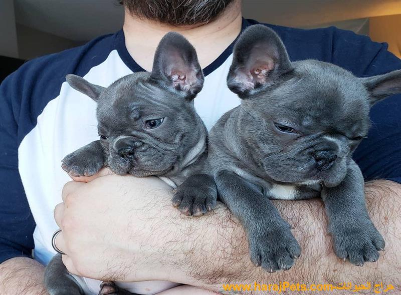 Elite Blue French Bulldog Puppies For Sale