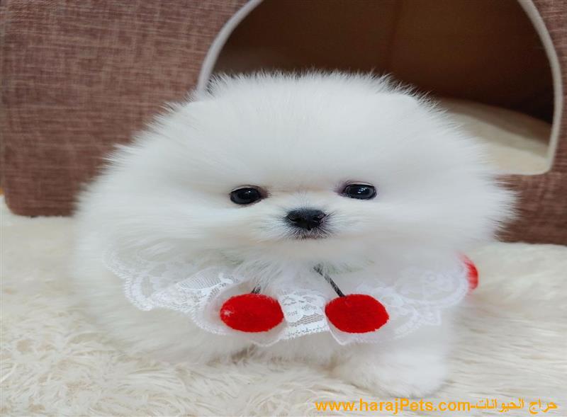 Stunning And Amazing Mini Teacup Pomeranian Puppies For Sale