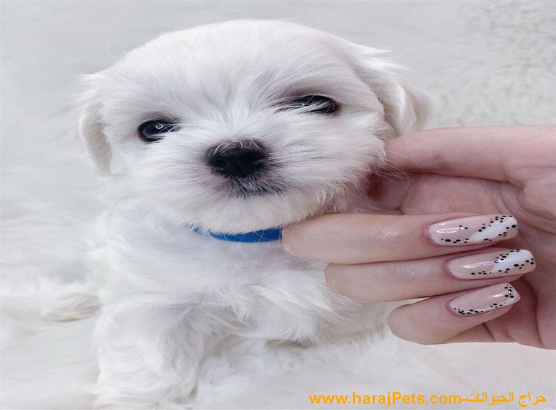 Elite Mini Teacup Maltese Puppies For Sale