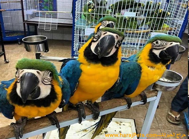 Pairs Of Talking Hand Raised Blue and Gold Macaw Parrots For Sale