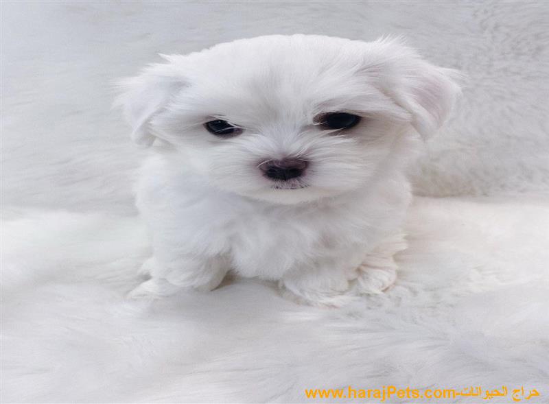 Elite Mini Teacup Microchipped Maltese Puppies For Sale
