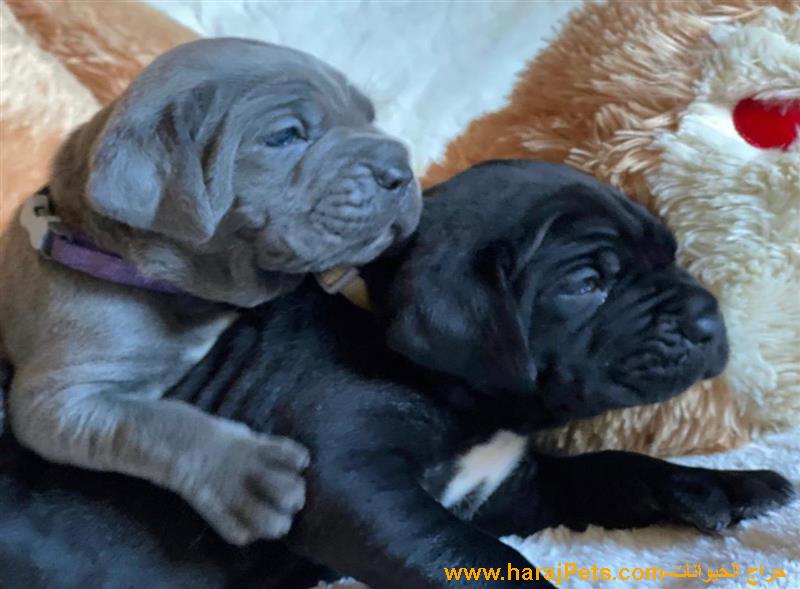 Blue Cane CORSO Puppies For Sale