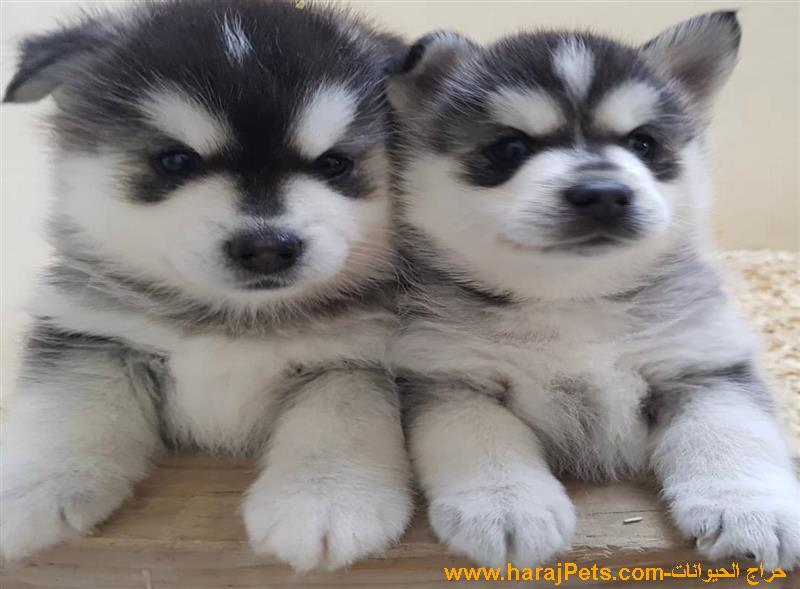 Blue Eyes Siberian Husky Puppies For Sale