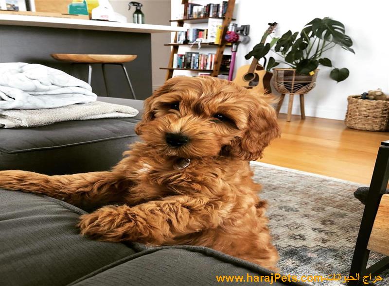 Available Mini and Micro Poodle Puppies For Sale