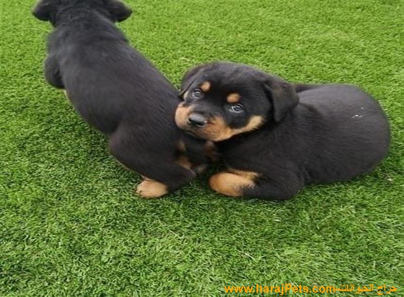 Available Pure Breed German Rottweiler Puppies