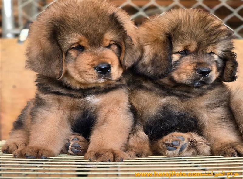 Available Pure Breed Sociable Kid Loving Tibetan Mastiff Puppies