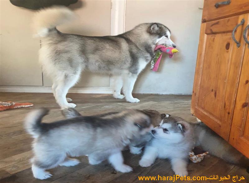 Siberian Husky Puppies Available For Sale