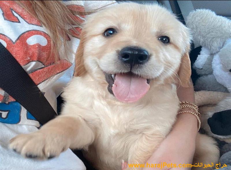 PURE BREED GOLDEN RETRIEVER PUPPIES AVAILABLE FOR SALE
