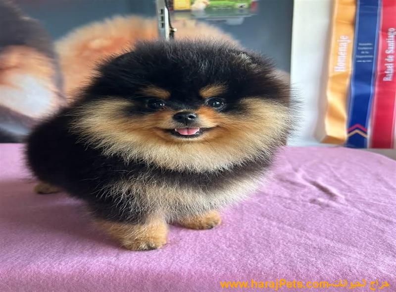 Available Pure Breed Pomeranian Puppies For Sale