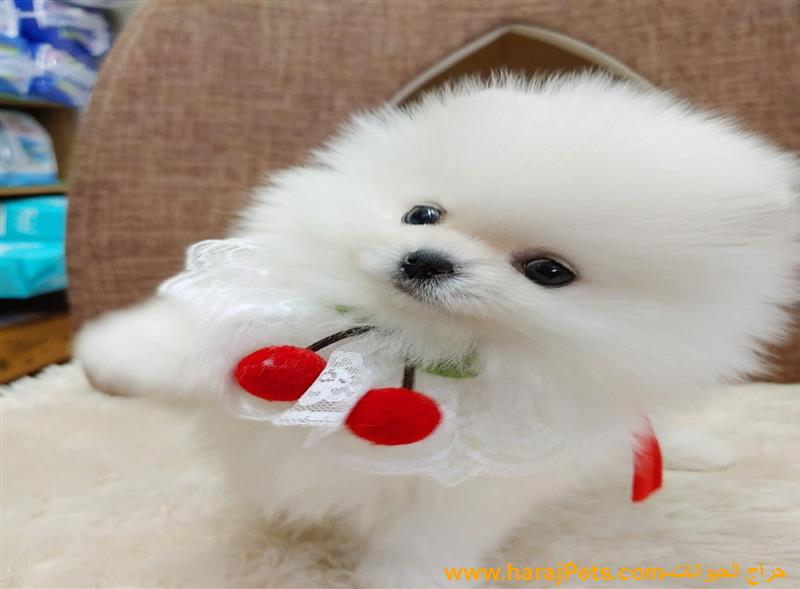 Amazing Mini Pomeranian Puppies Available For Sale