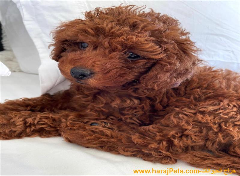 Gorgeous Mini Poodle Puppies Available For Sale