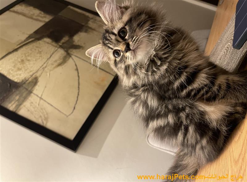 قط شيرازي ذكر