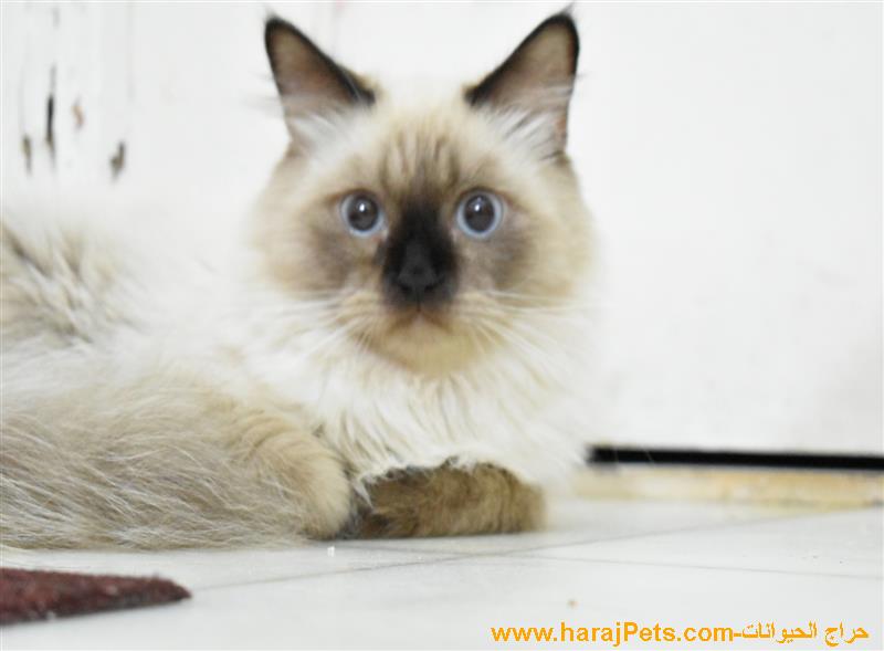 قطط هملايا تشوكليت