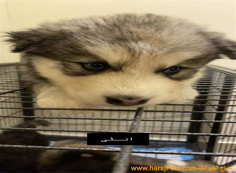 جراوى هاسكي سيبيري للبيع