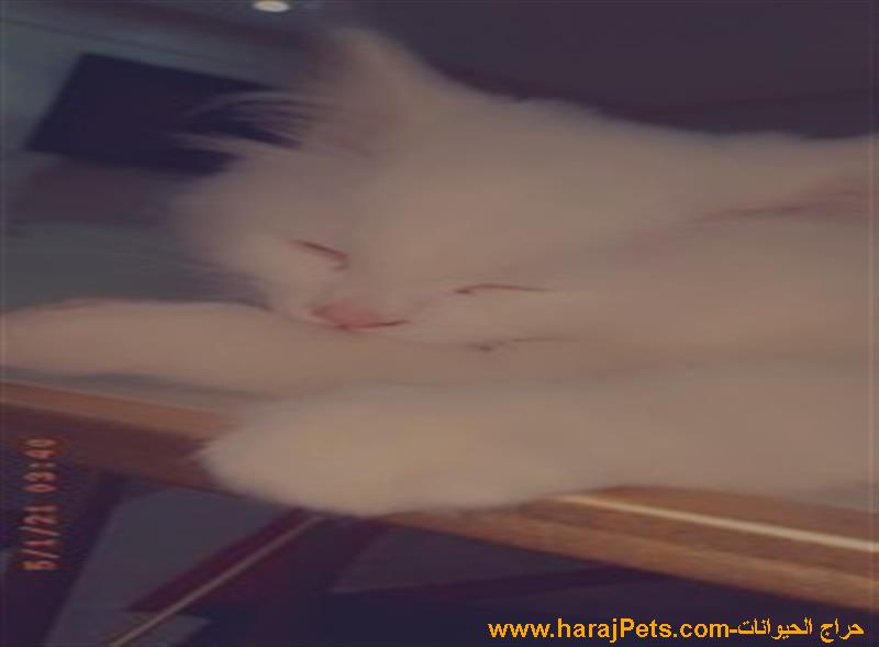قط شيرازي مون فيس
