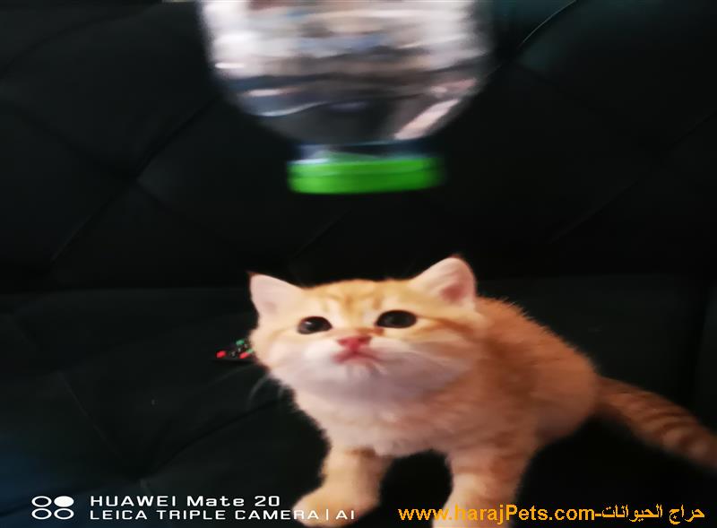 قطط كيتن نوع سكوتش عدد ٤
