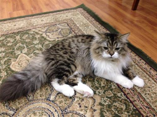 للبيع قطة شيرازي ذكر عمره 10 شهور