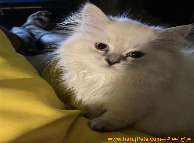 كيتن هملايا