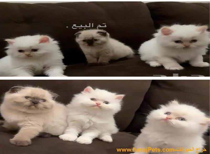 قطط هملايا