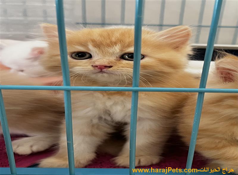 قطط للبيع