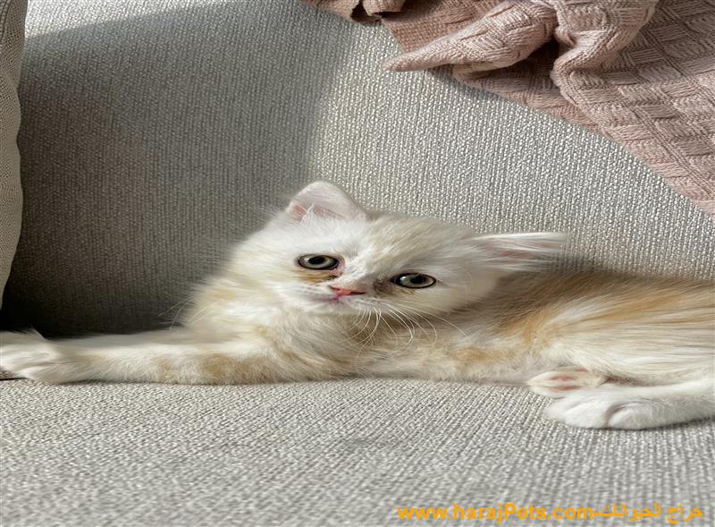 قطة همالاي للبيع