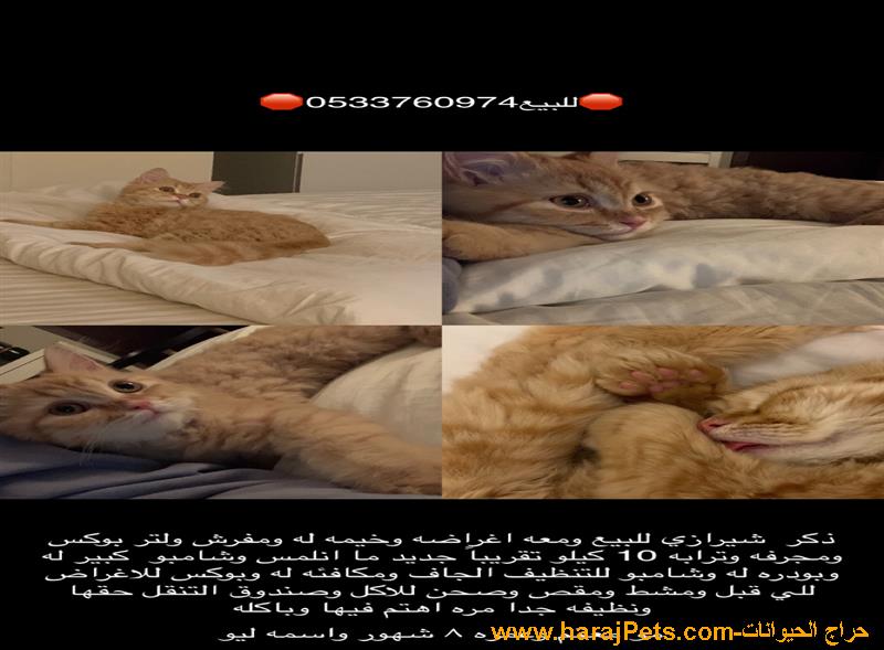 قط شيرازي للبيع بكامل اغراضه حتى الرمل