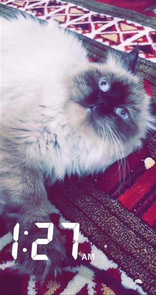 هملايا تشوكليت