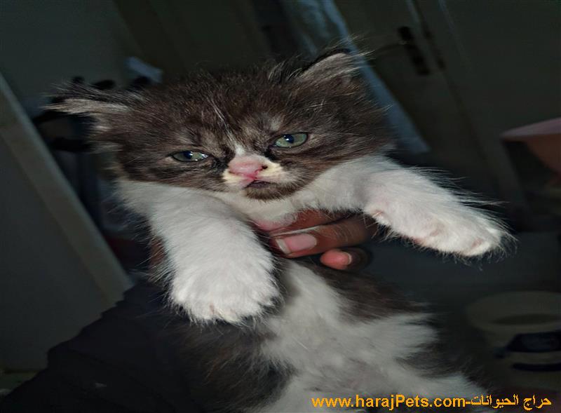 قطط كيتن رووووووووعه