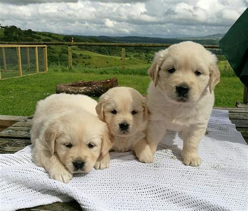 Beautiful Golden Retriever Puppies for sale