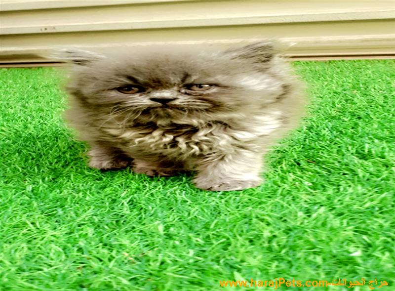 للبيع قطط سكوتش ستريت(British cat)
