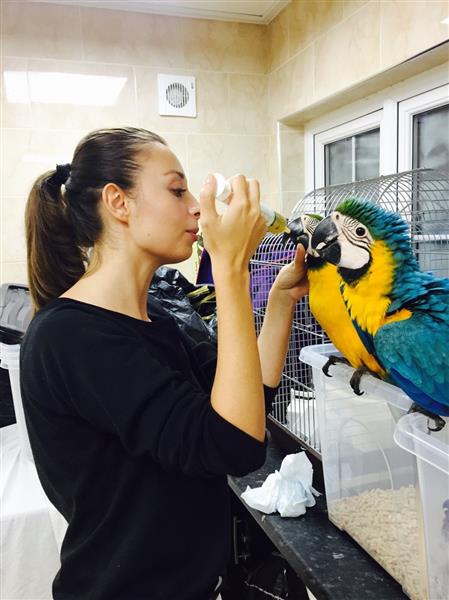 Blue And Gold Macaw Hand Tame Very Tame
