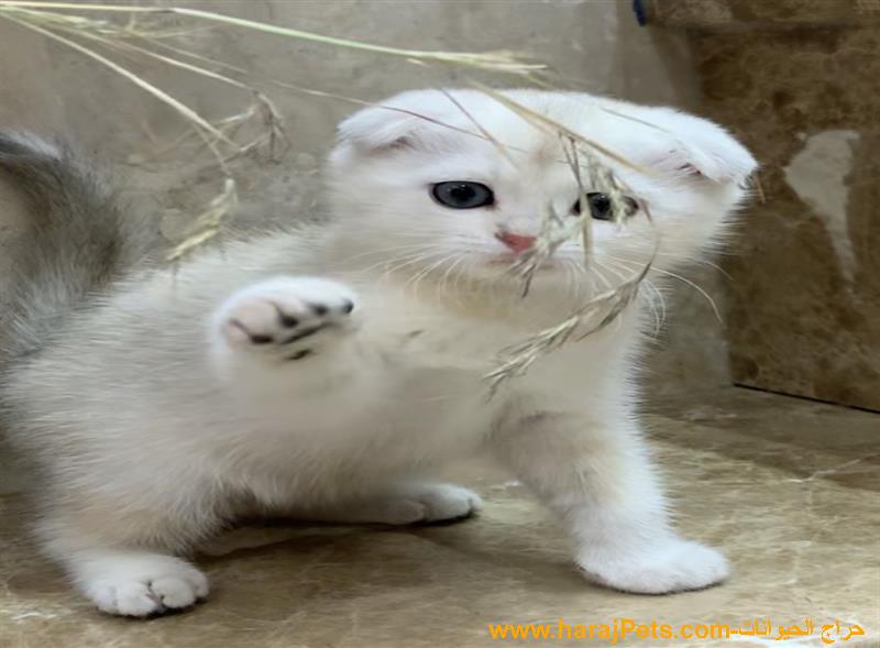 كتنز سكوتش فولد شورت هير للبيع