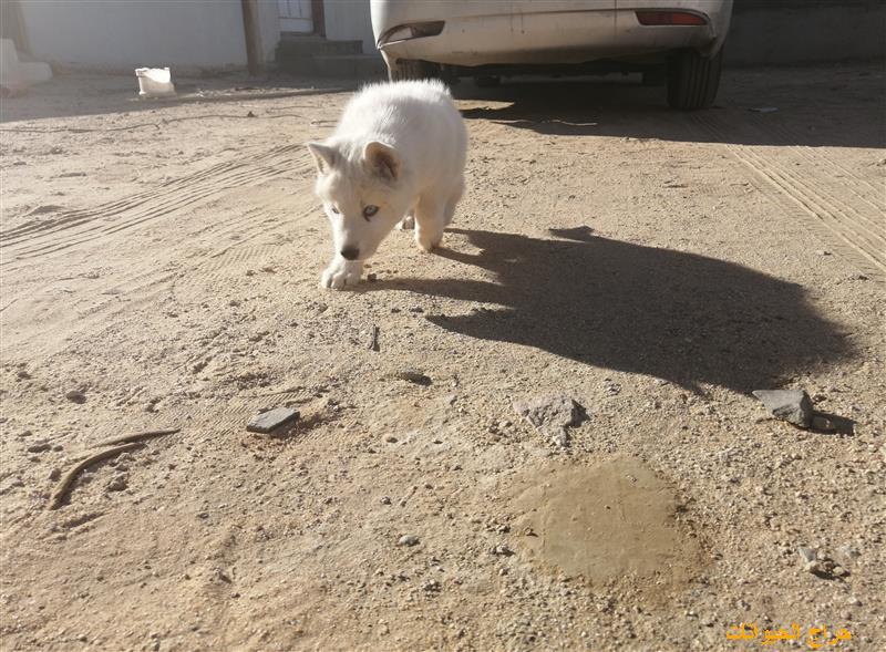 جرو هاسكي مالموت بيور