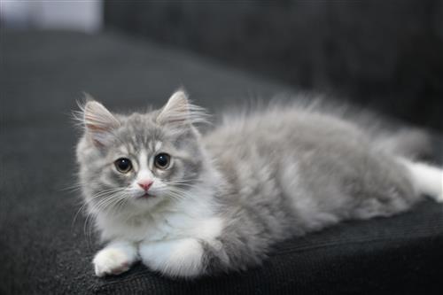 كاتي - قطة شيرازية مطعمة ومعها شهادة