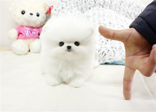 Lifetime Companion Teacup Pomeranian Puppies
