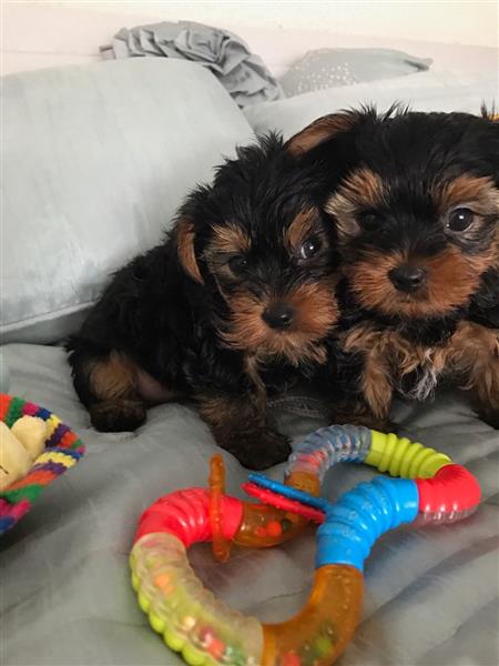 Tiny Teacup Yorkie Puppies