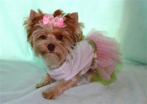 Yorkshire Terrier Puppies