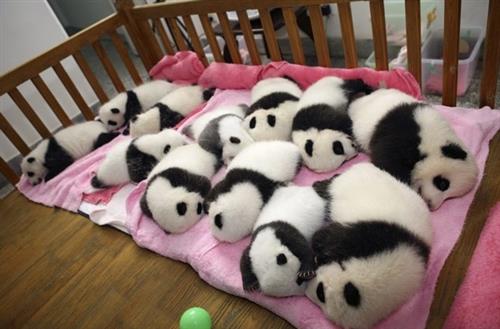 Playful Baby Pandas Available