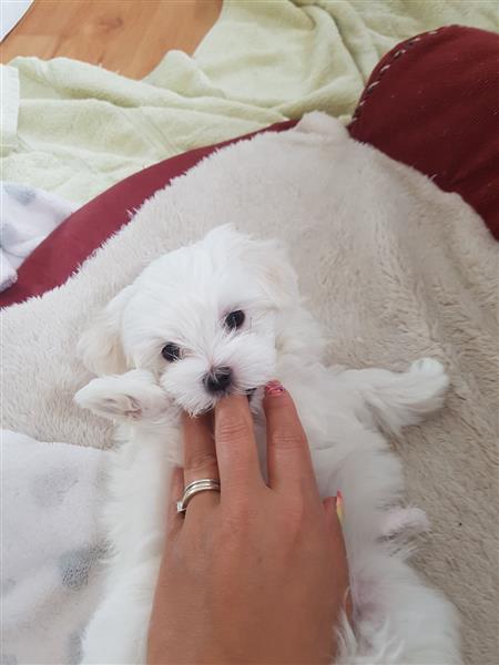 Pedigree Pure Tiny Maltese Puppies